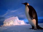 Emperor Penguin, Weddell Sea, Antarctica